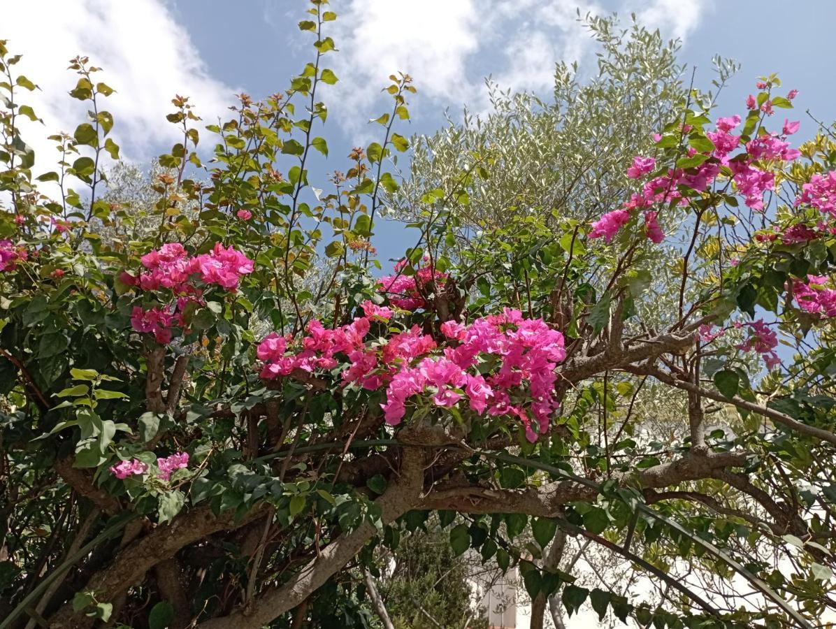 奧爾比亞Domus Garden住宿加早餐旅馆 外观 照片